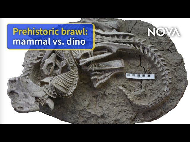 Rare Fossil Shows Mammal Attacking a Dinosaur, Researchers Claim