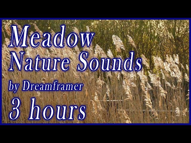 Meadow - Relaxing Nature Sounds