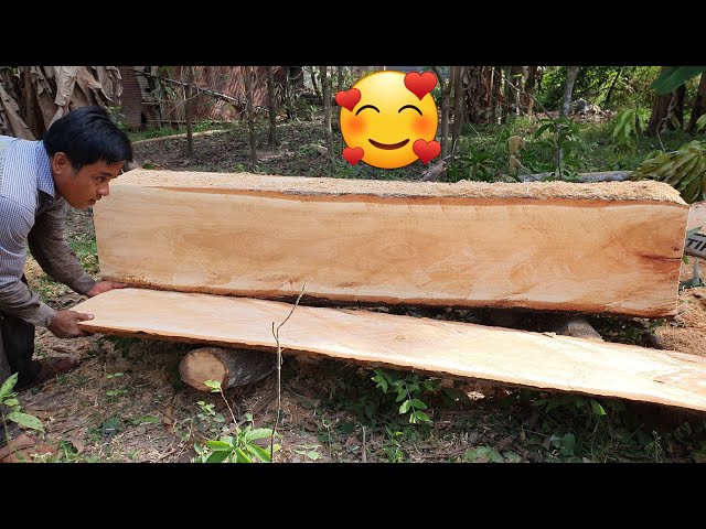 Nice Big Mango Tree Wood Sawing With Chainsaw STIHL MS 070 For Making Board
