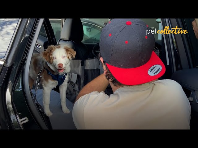 Car Safety Gear for Dogs