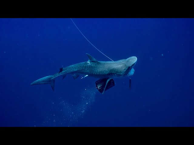 The Truth About Sharks (My Opinion) | Spearfishing With Sharks