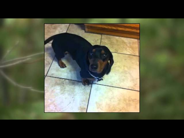 Wiener dog saves lives by fighting off bear