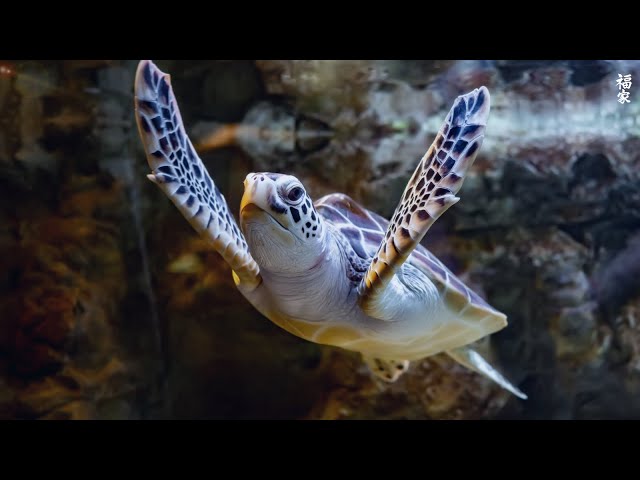 [NEW] 12HR Stunning 4K Underwater footage -Rare & Colorful Sea Life Video - Relaxing Sleep Music #14