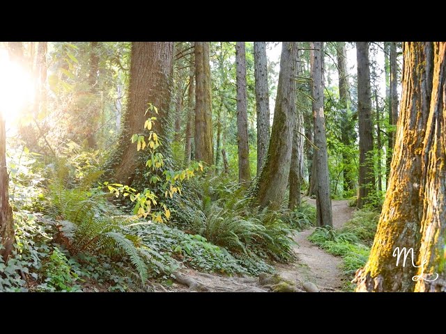 Healing Forest Walk (Real-Time) ✨🌲💧 Calm Ambient, Natural Audio & Music (Magical)