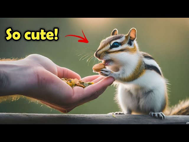 10 Cute Chipmunk Facts That Will Make You Smile!