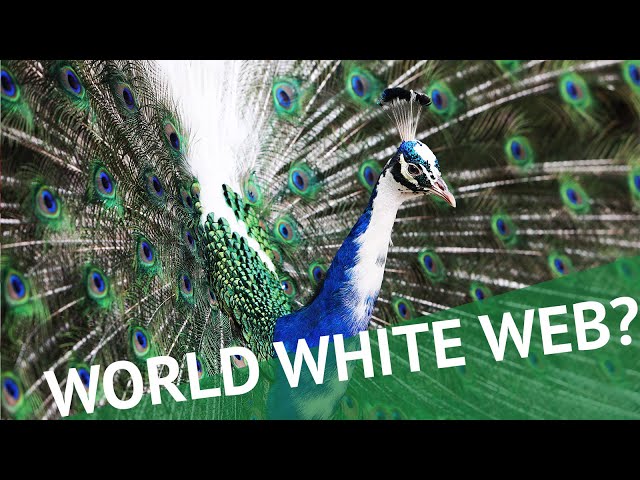 Digitaler Salon: World White Web?