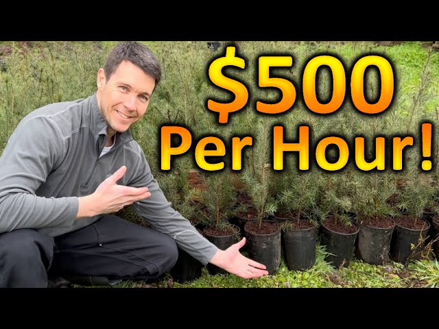 How to Make $500 Dollars an Hour with Trees | Sell Plants for Profit