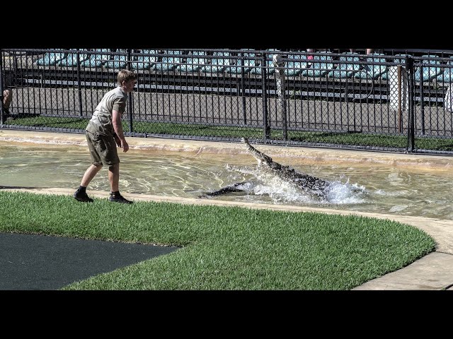 Crazy Scrappa Chases Robert Around The Crocoseum | Australia Zoo