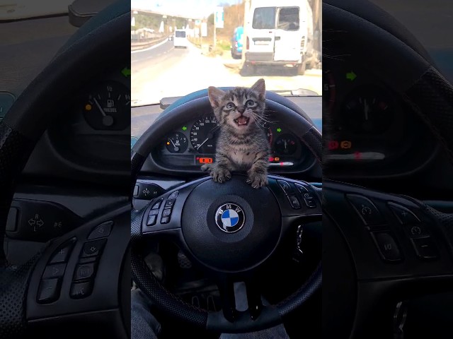 Little Kitten took Over my Car.