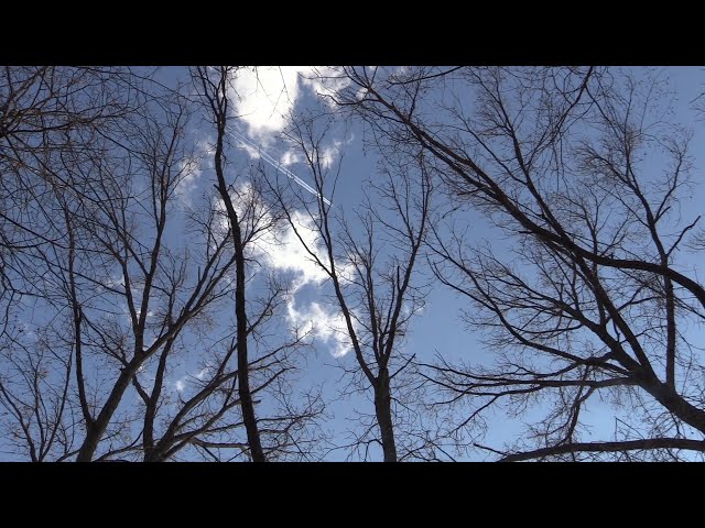 Soundscape: Wind in Trees