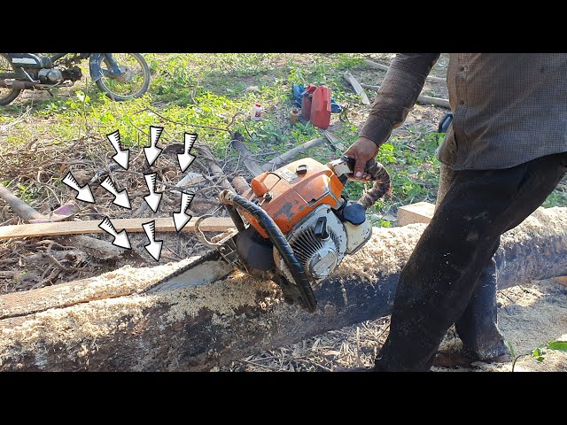 Palm Tree And Eucalyptus Tree Sawing Skills Process With Chainsaw STIHL Wood Cutting Machine