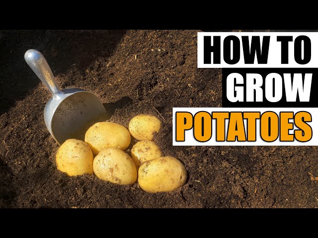 How To Grow Potatoes - The Definitive Guide