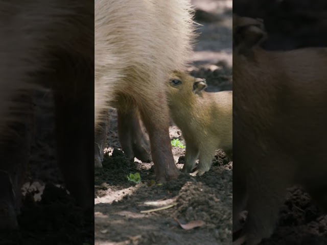 Litter of Capybara Pups