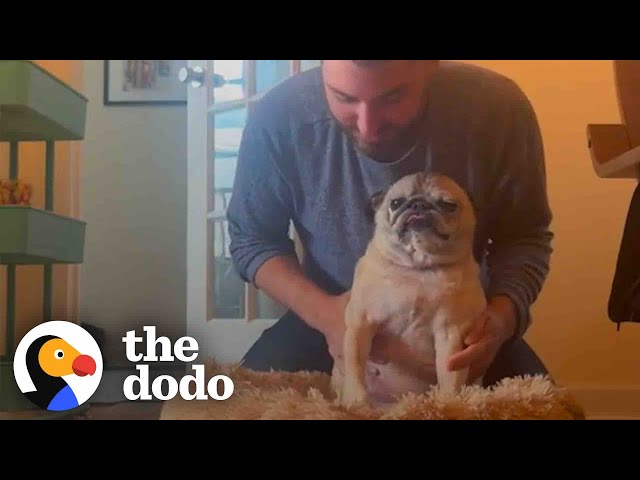 Guy Bases His Day On His Senior Pug's Mood | The Dodo Soulmates