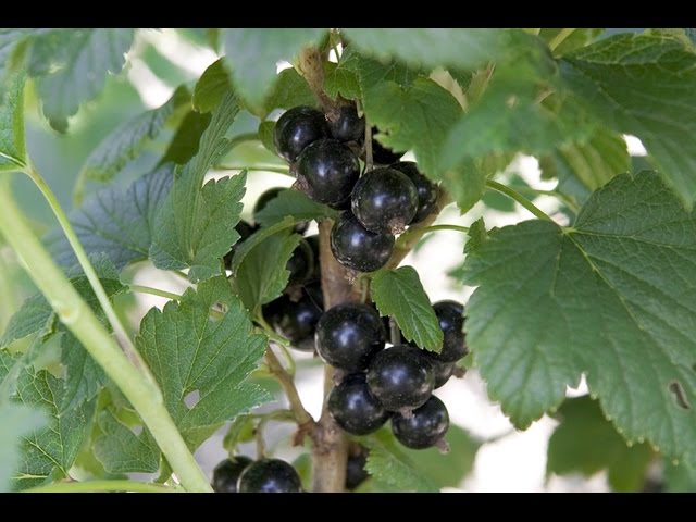 Why won't my blackcurrant flower or fruit?