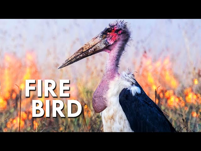 These Birds Use Fire To Hunt
