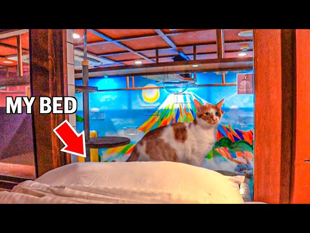 Cat Cafe Capsule Hotel where you can sleep while watching cats | animal cafe Japan🇯🇵