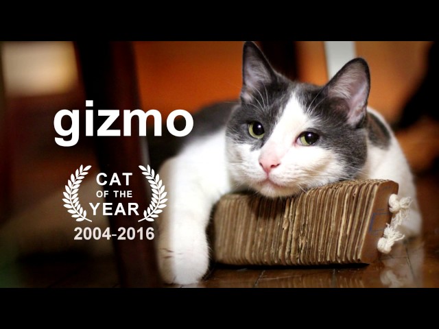 Tribute to my cat Gizmo, set to Del Shannon - Sea of Love
