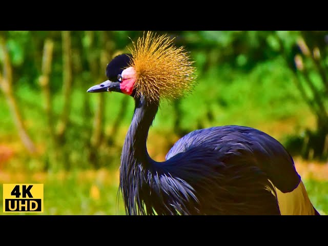 Birds 4k: The most amazing birds of the world/Birds of Rainforest/Nature Film & Nature Sounds