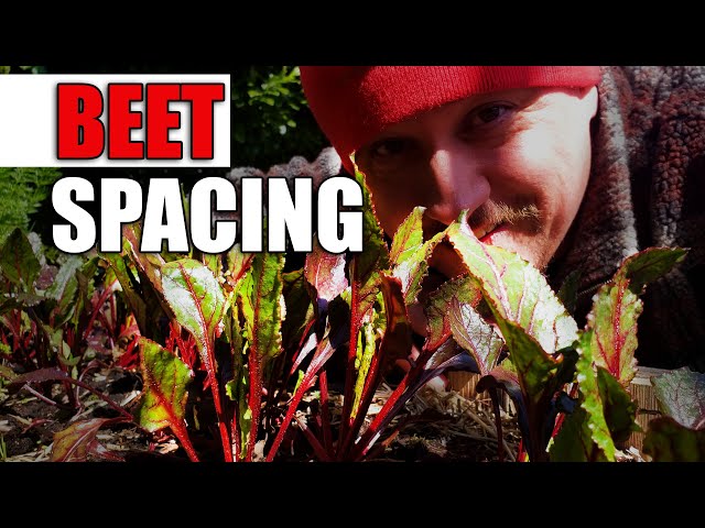 Beet Spacing 101 - Garden Quickie Episode 55