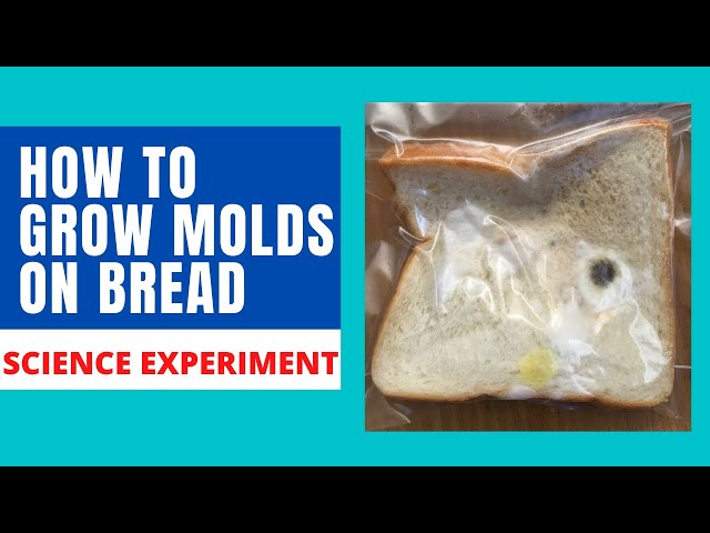 HOW TO GROW MOLDS | GROW MOLDS ON BREAD | BREAD MOLD EXPERIMENT |