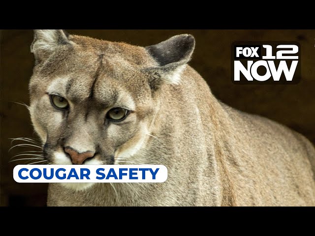 How to stay safe when encountering a cougar