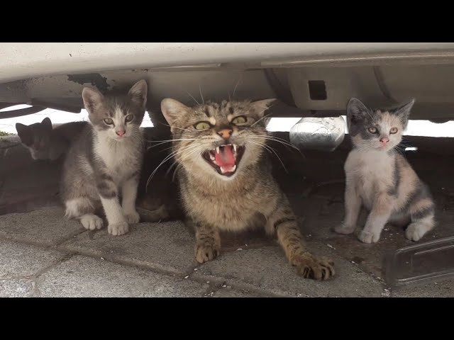 Angry Mother cat protects her Kittens and doesn't let anyone approach them.