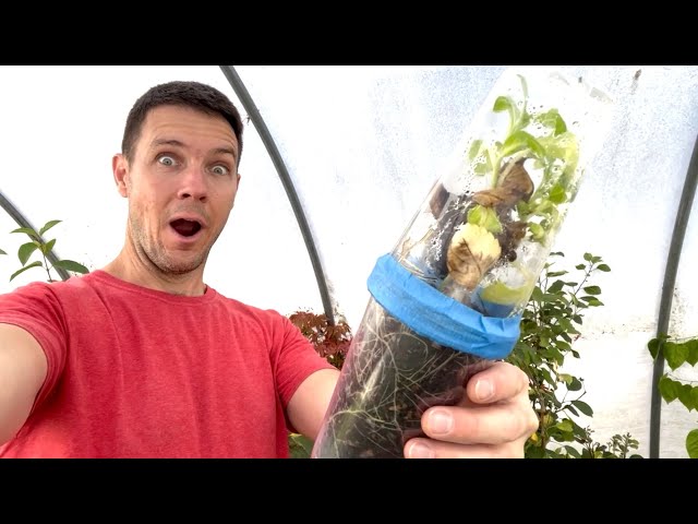 How are the Hydrangea Rooted Cuttings Now | 1 YEAR LATER | Triple Cup Method Update