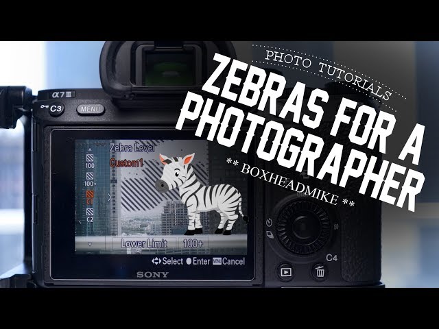 Zebras for a photographer?