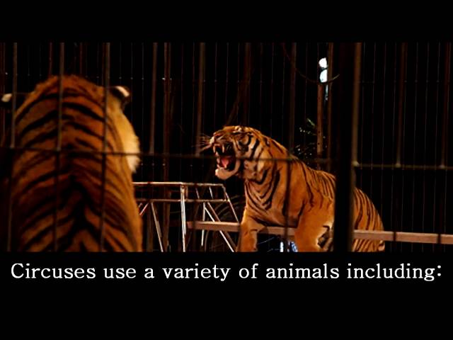 Circus Animal Cruelty: Abused for Entertainment
