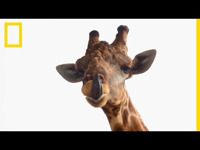 Les girafes, reines géantes et majestueuses de la savane