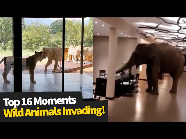 Top 16 Wild Animals Invading Homes & Businesses | Wild Animal Encounters