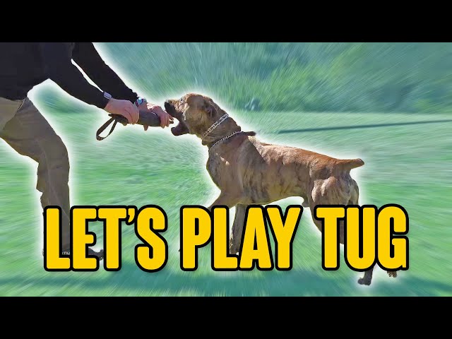 The BEST way to PLAY TUG with Your Dog