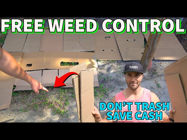 I Put CARDBOARD On Weeds 6 Months Ago And THIS Happened!