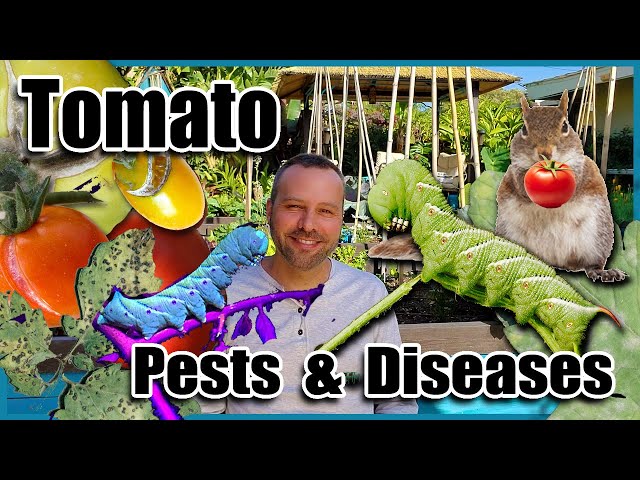 Tomato Pests & Diseases and How to Fix Them With Organic Solutions