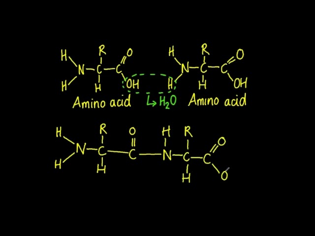 B1.2.2 Amino acids are linked together by condensation to from polypeptides