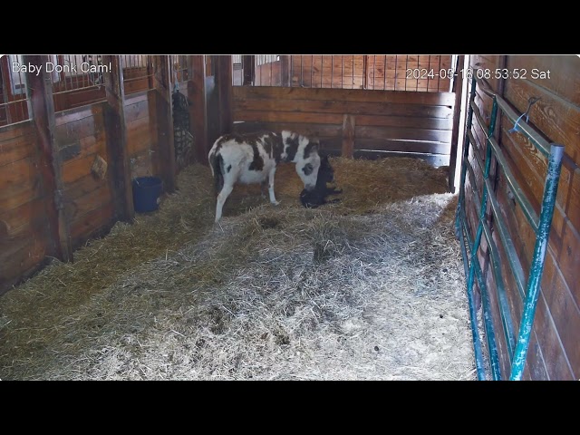 Baby Donk Cam  Harley n Foal   822am Carly care  Harley  water grain  stall cleaning 5182024