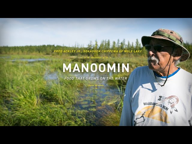 Manoomin: Food That Grows on the Water | The Ways