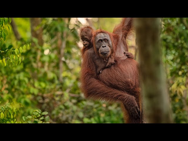 Orangutanes en Borneo a bordo de los Klotok de Come2indonesia