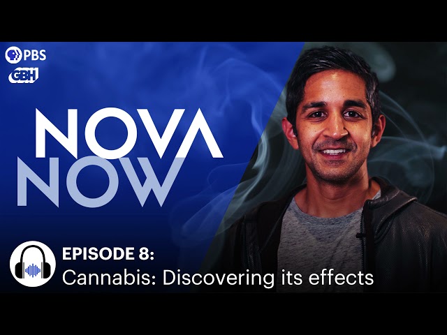 Cannabis: Discovering its Effects on the Body and Brain I NOVA Now