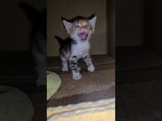 The world's Angriest Kitten Attacks by Hissing.