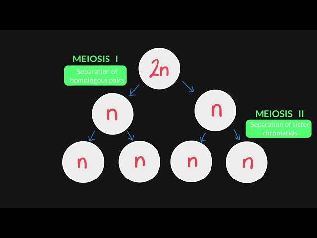 3.3 Stages of Meiosis