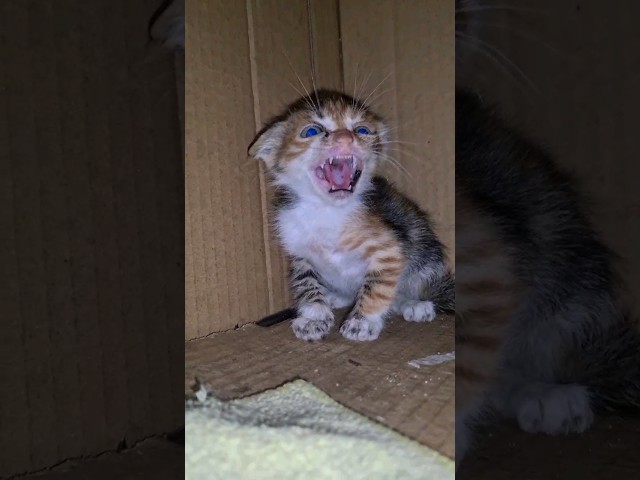 The Angriest and Wildest Kitten I've Ever Seen.