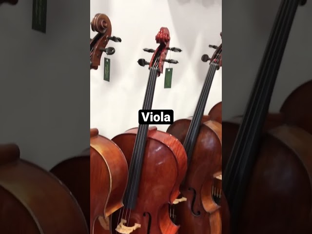 The beauty of viola