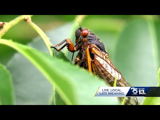 2 types of cicadas will emerge this summer. Alabama will get millions of swarming invaders.