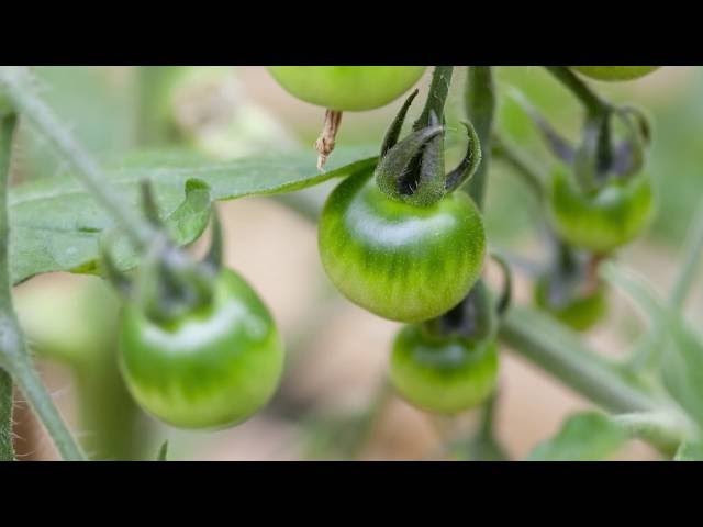 Why haven't my outdoor tomatoes ripened?