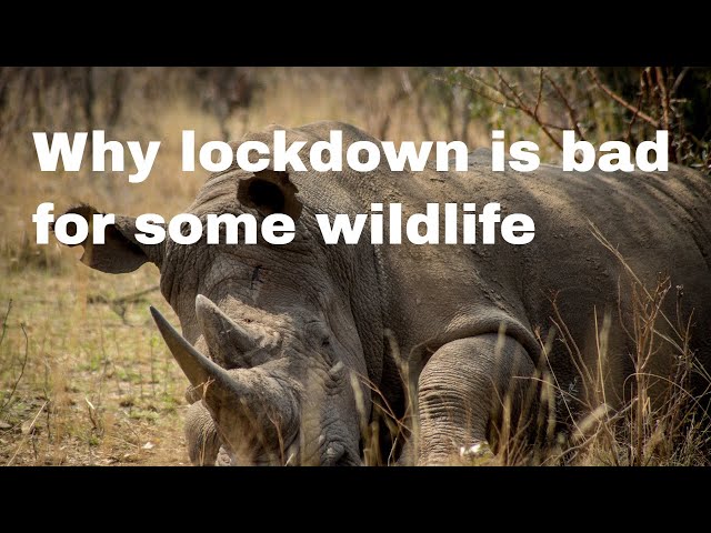 Why lockdown is a threat to wildlife.  Ecotourism down, poaching up.