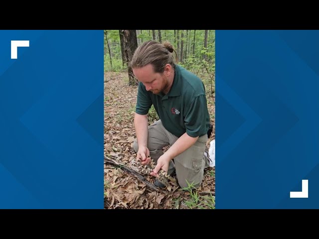 Fort Worth Zoo releases endangered Louisiana pine snakes into the wild