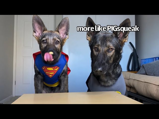 Super Hero Dogs Review Food | Part 4
