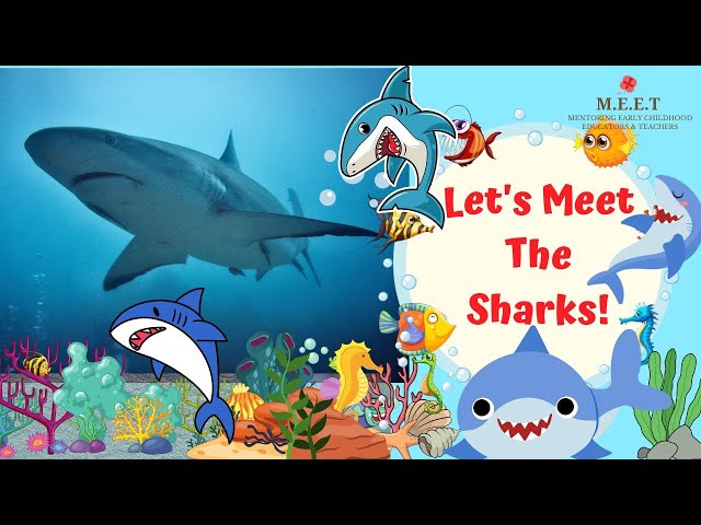 All About Sharks for Kids- Marine Animals- Educational Videos for kids